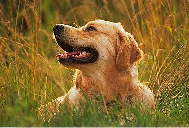 《哈利波特：魔法觉醒》欧美服公布 华纳游戏发行