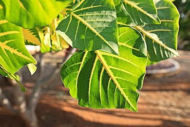 育碧将在魁北克投资近10亿美元 成立第四家工作室